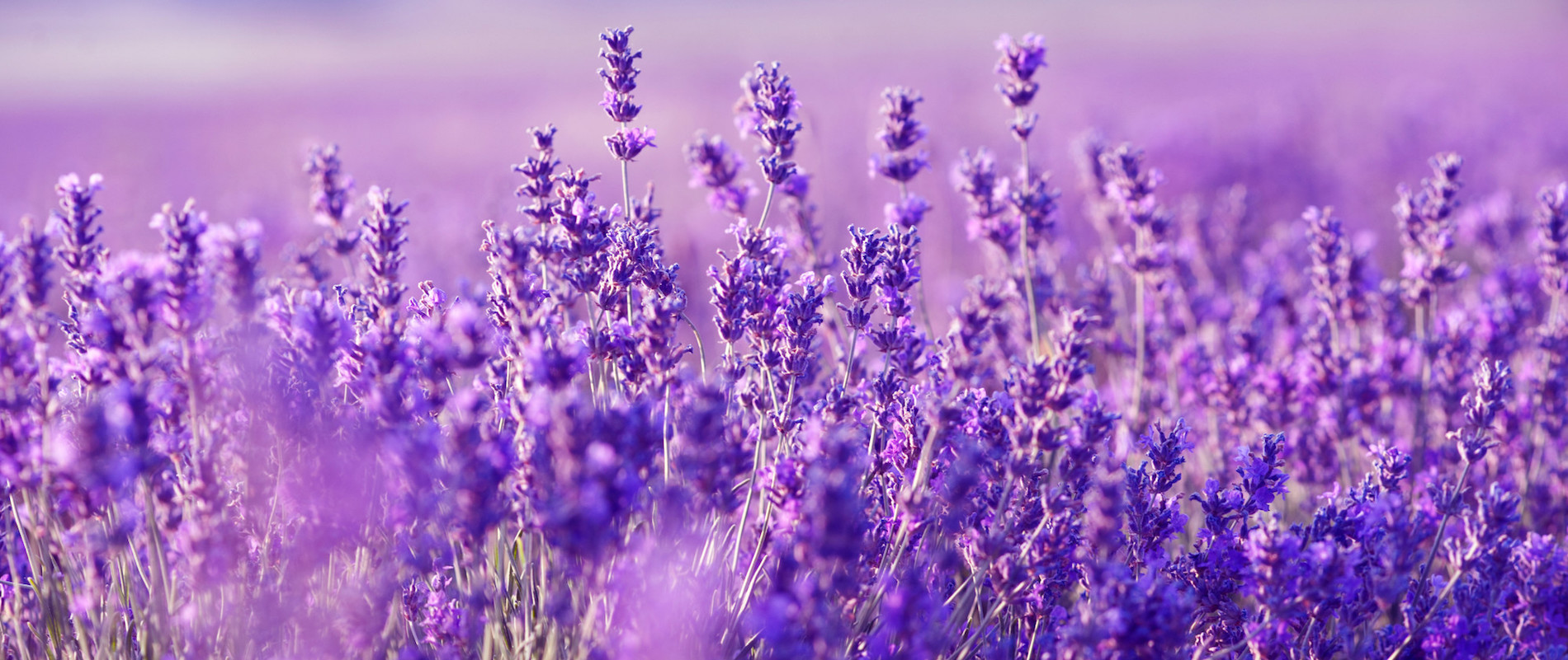 Lavanda clarinho na maquiagem e nas unhas